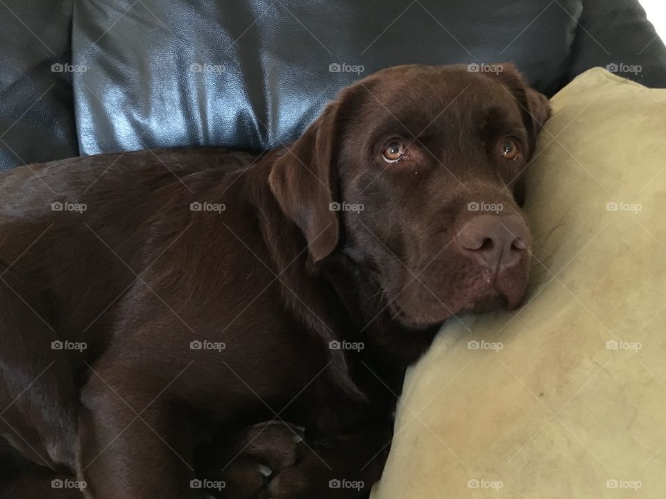 Dog, Mammal, Portrait, Canine, Pet