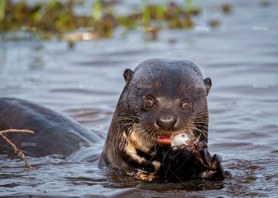 A ariranha, também conhecida como onça-d'água, é um mamífero característico do Pantanal e da bacia do Rio Amazonas, na América do Sul. É um grupo de predadores de sucesso. Chegam a medir 1,7 metros e pesar até 25 kg. Fotografia feita no Pantanal Sul.