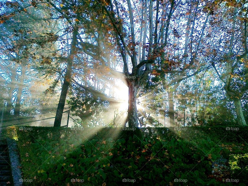 Sunlight through the forest