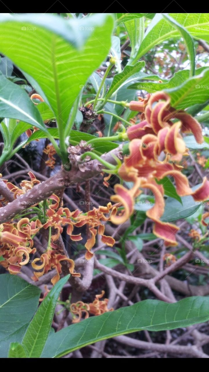 Tropical butterscotch  bush