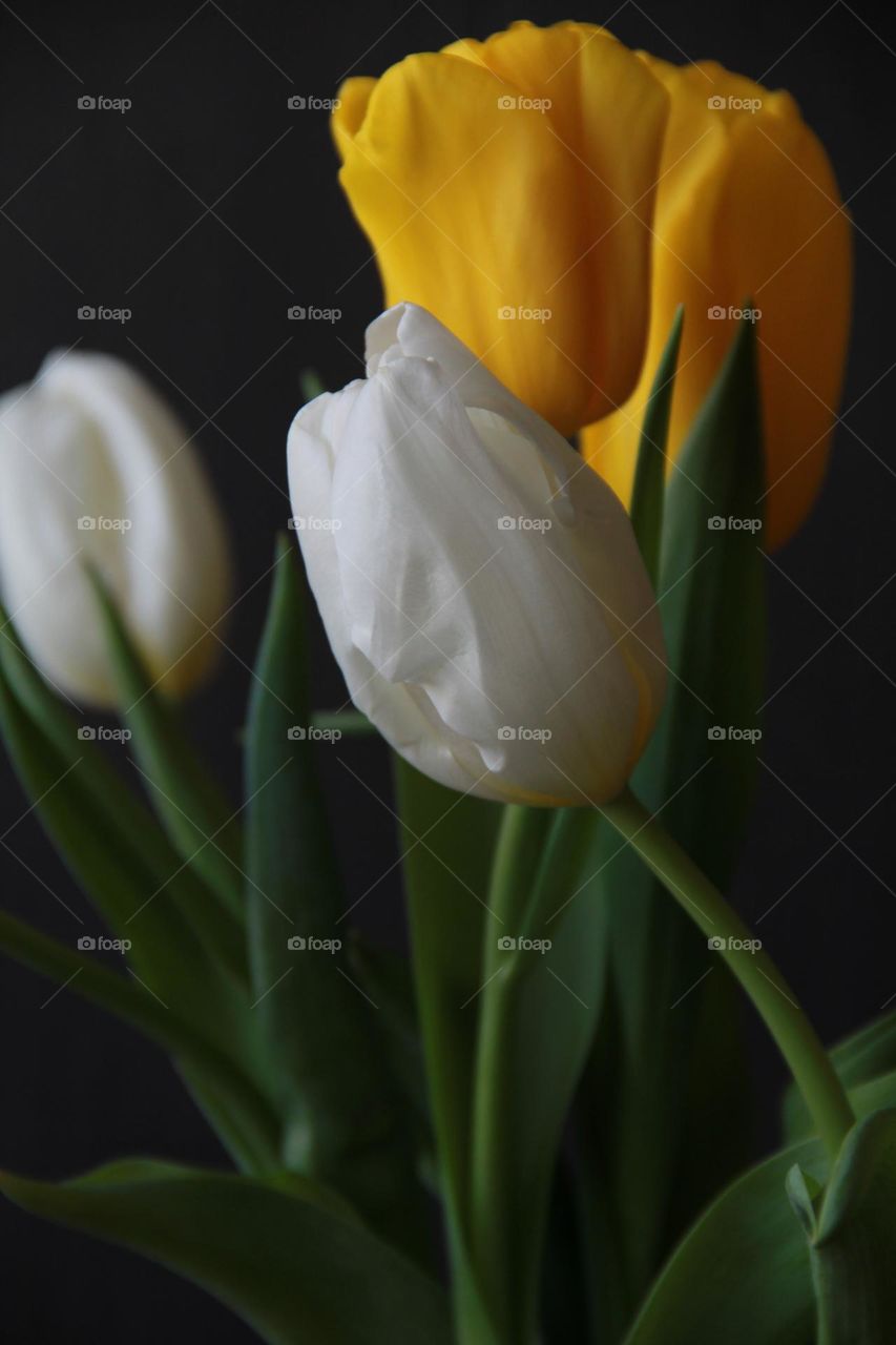 Bouquet of white and yellow tulips on a dark background