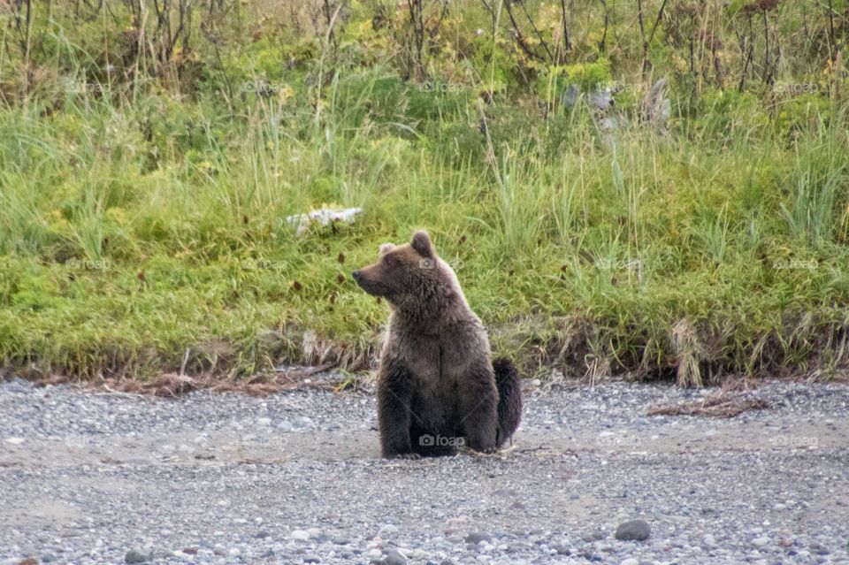 Grizzly hanging out on the beach