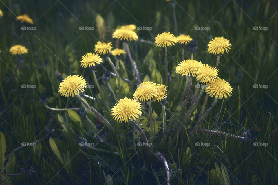Dandelion dreams 