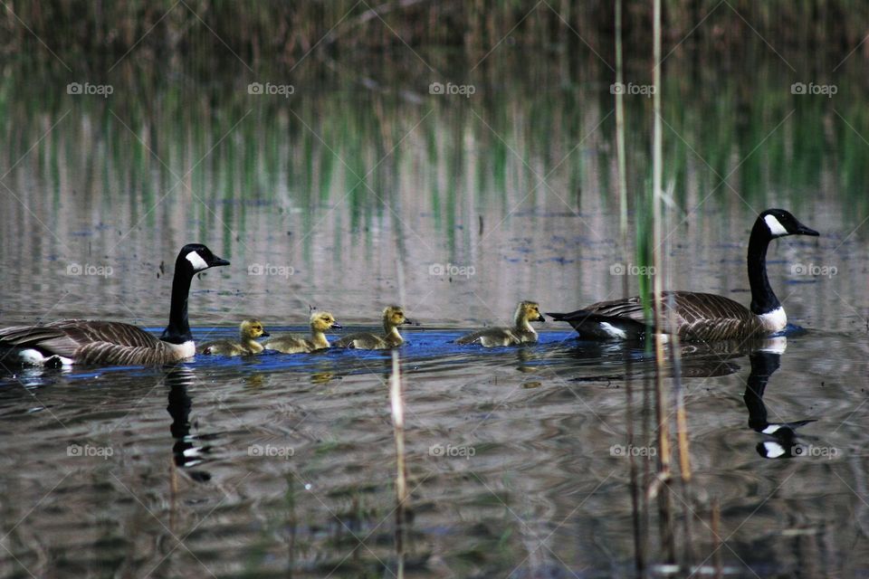 Gooses swimming in river