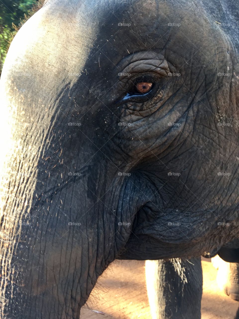 Close up of elephant eye and face