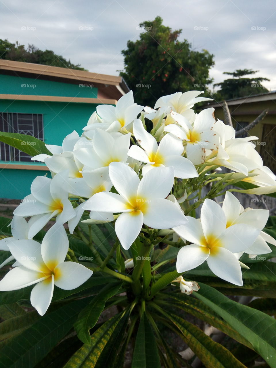 pretty white blossom