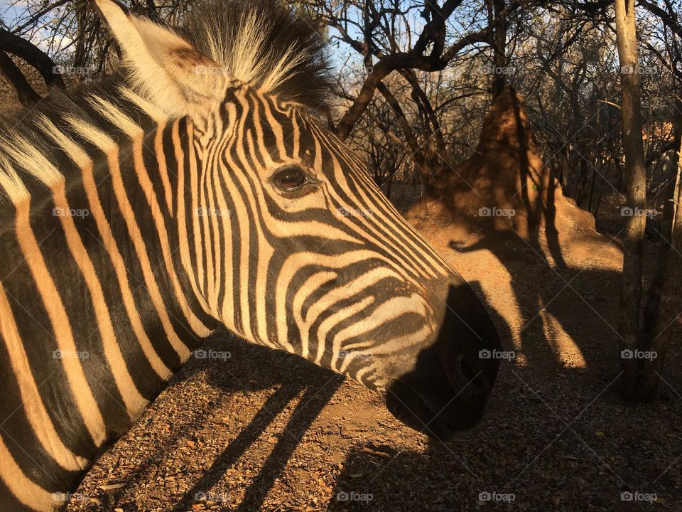 Zebra visit