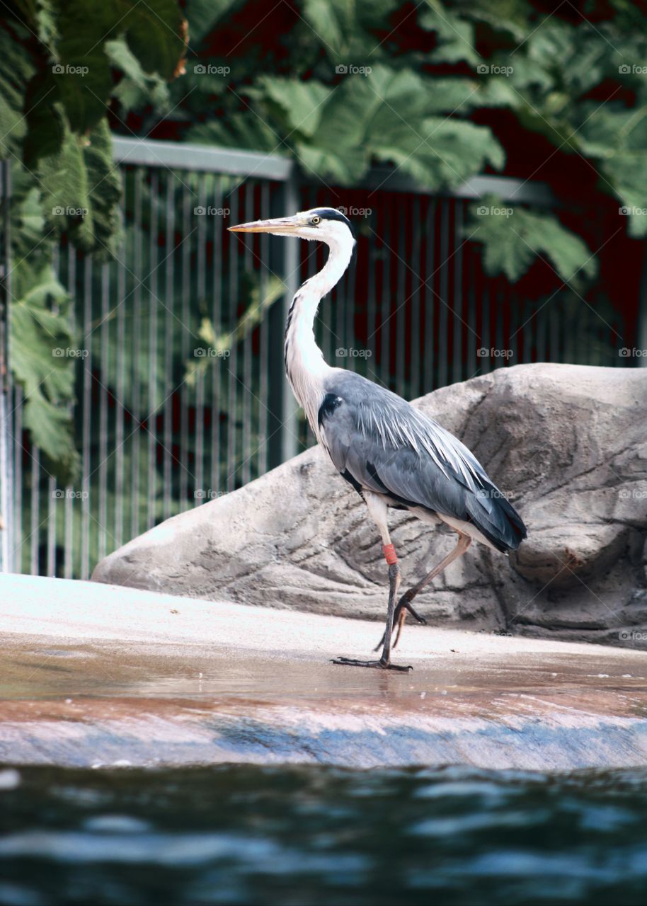 Animals, gray heron, bird,