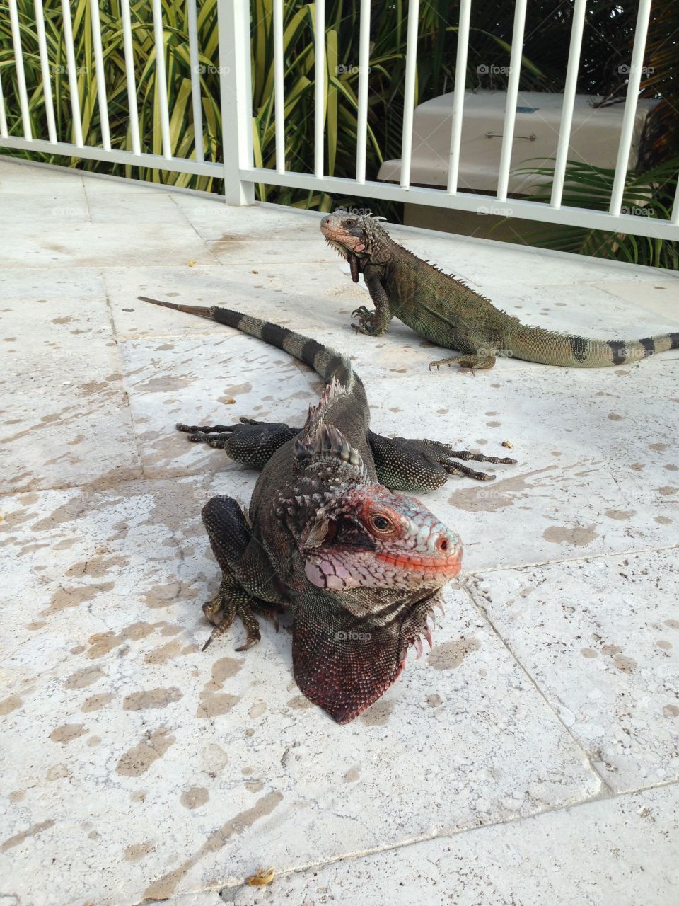 Iguanas