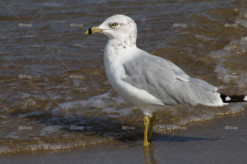 Seagull