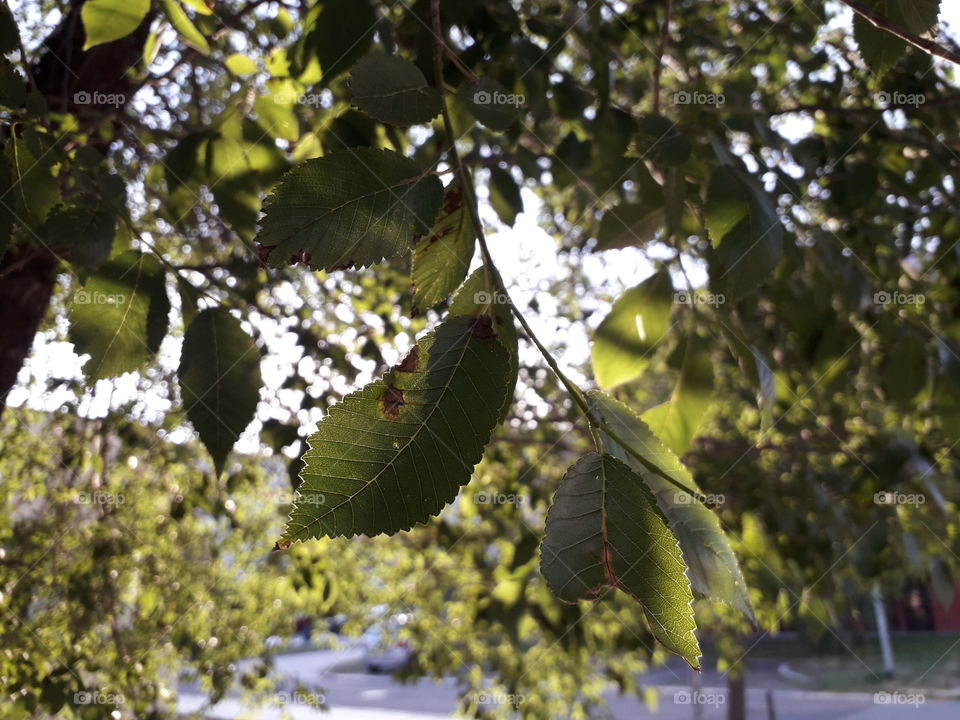 There's nice photoshoot that I took today, so, this pic is extra fresh, hahaha Okay, to be serious, these are leafs of tree that called in Serbia 'lipa'. How do you like it? :D