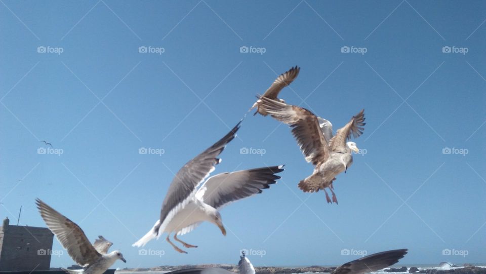 flock of seagulls in flying.