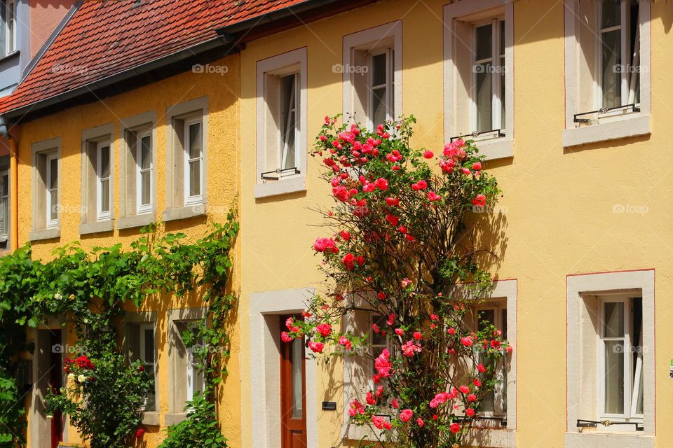 Blooming red climbing roses on a yellow house in summer