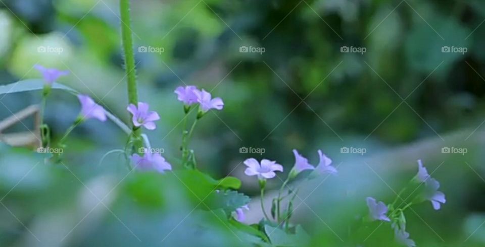 Pink flower, view of a small creature