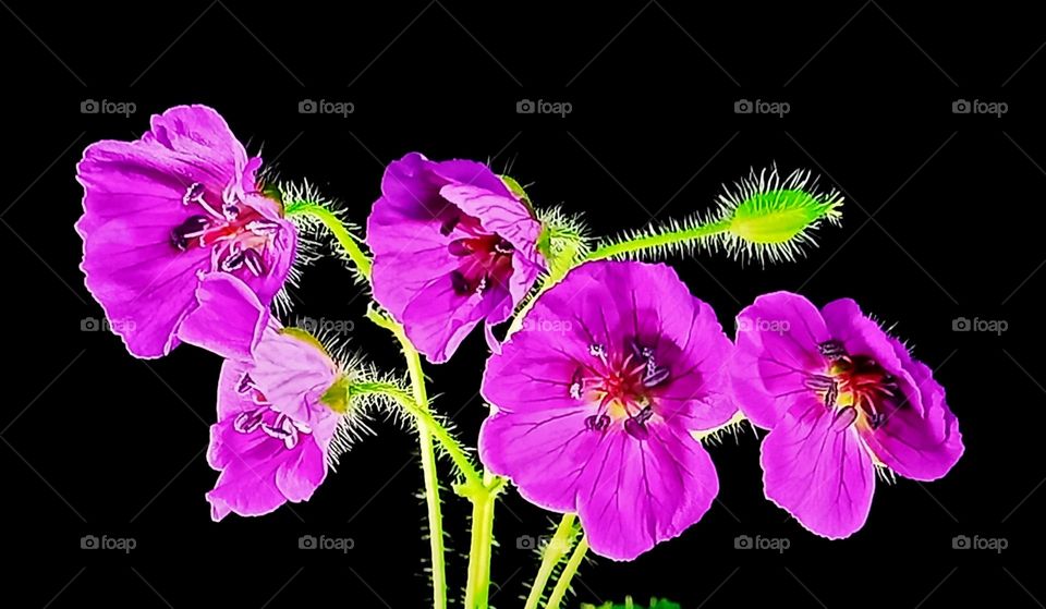 Geranium
