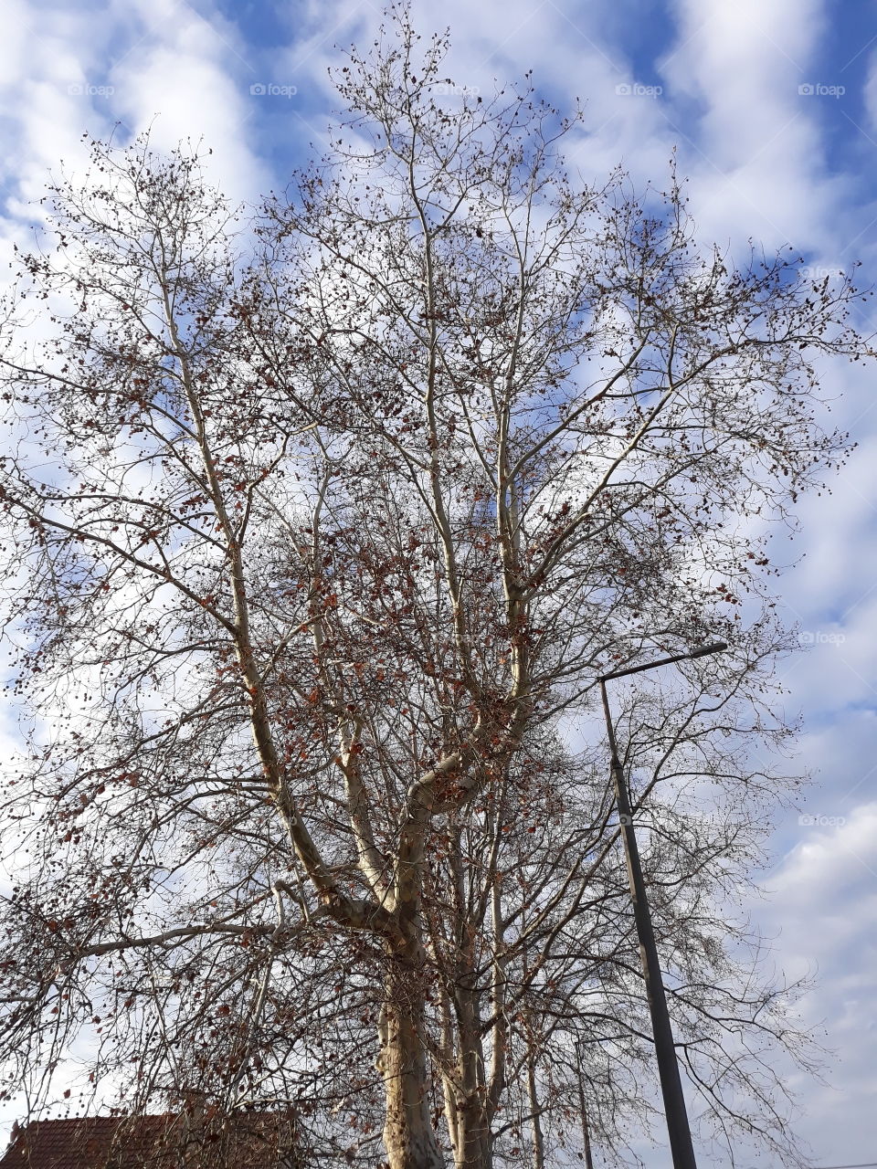 big tree and clouds