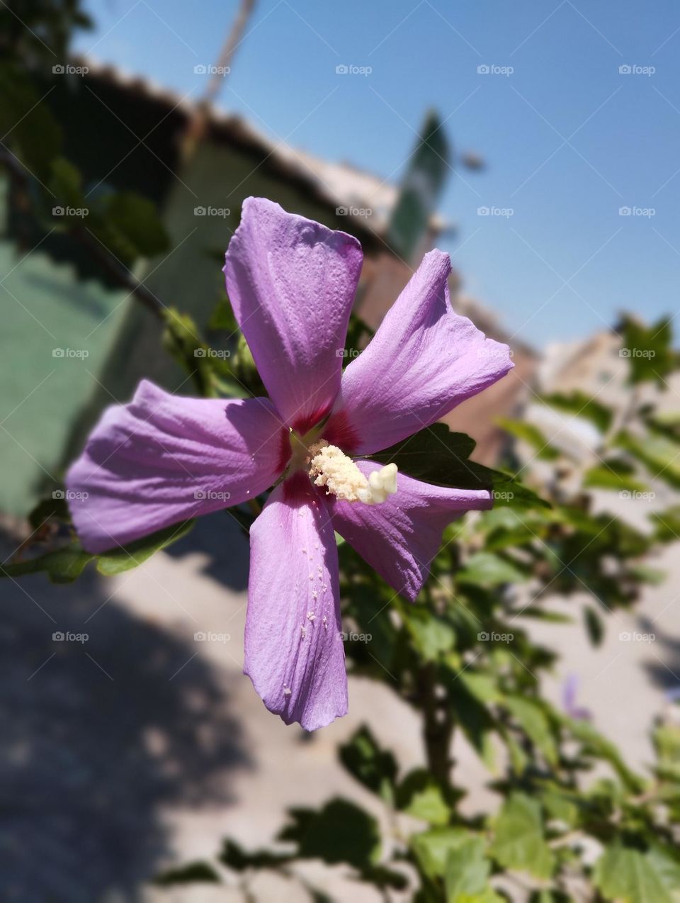 Hibiscus is an ornamental shrub that flowers beautifully in late summer