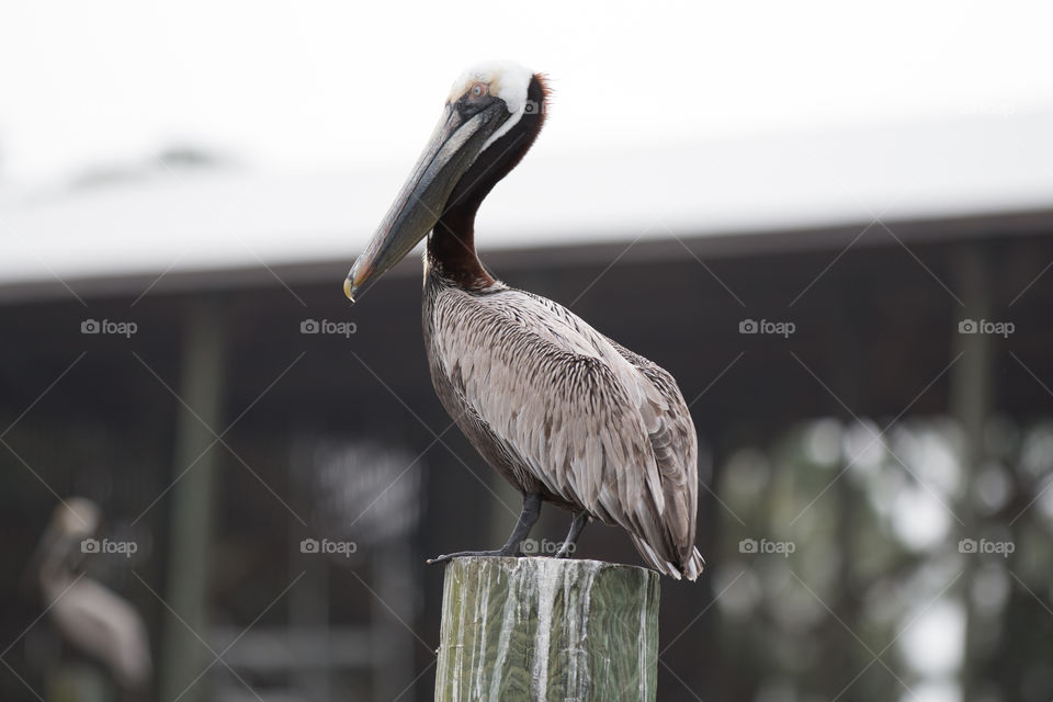 Bird, No Person, Wildlife, Nature, Animal