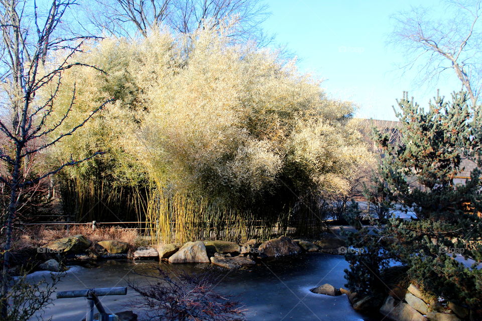 This is a picture of a little pond in the winter at the Creation Museum in Kentucky.