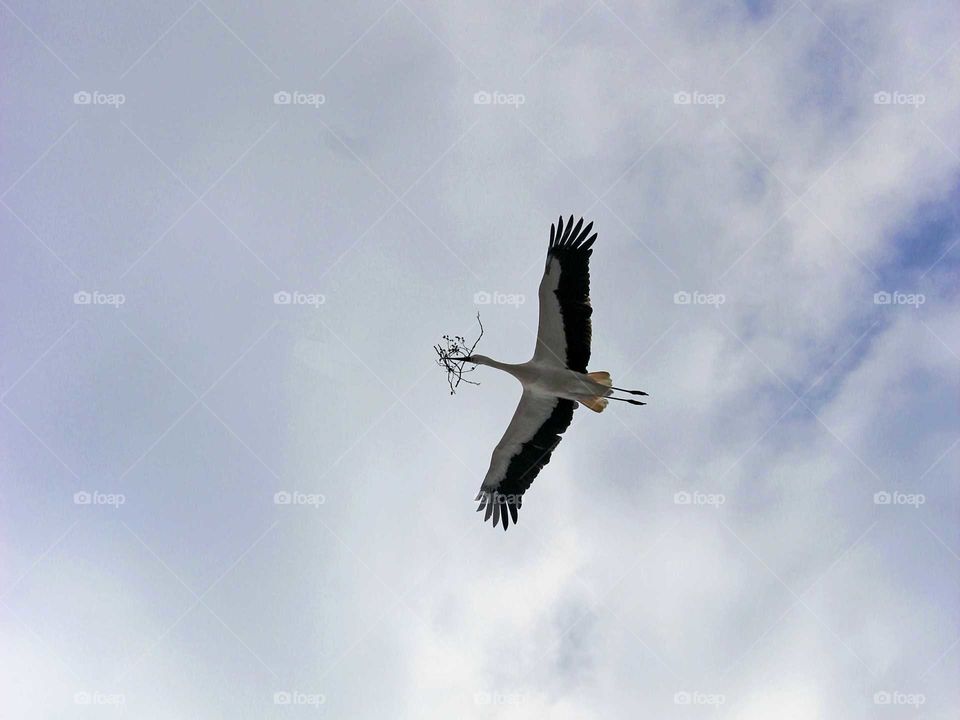 flying stork with nesting material in its beak