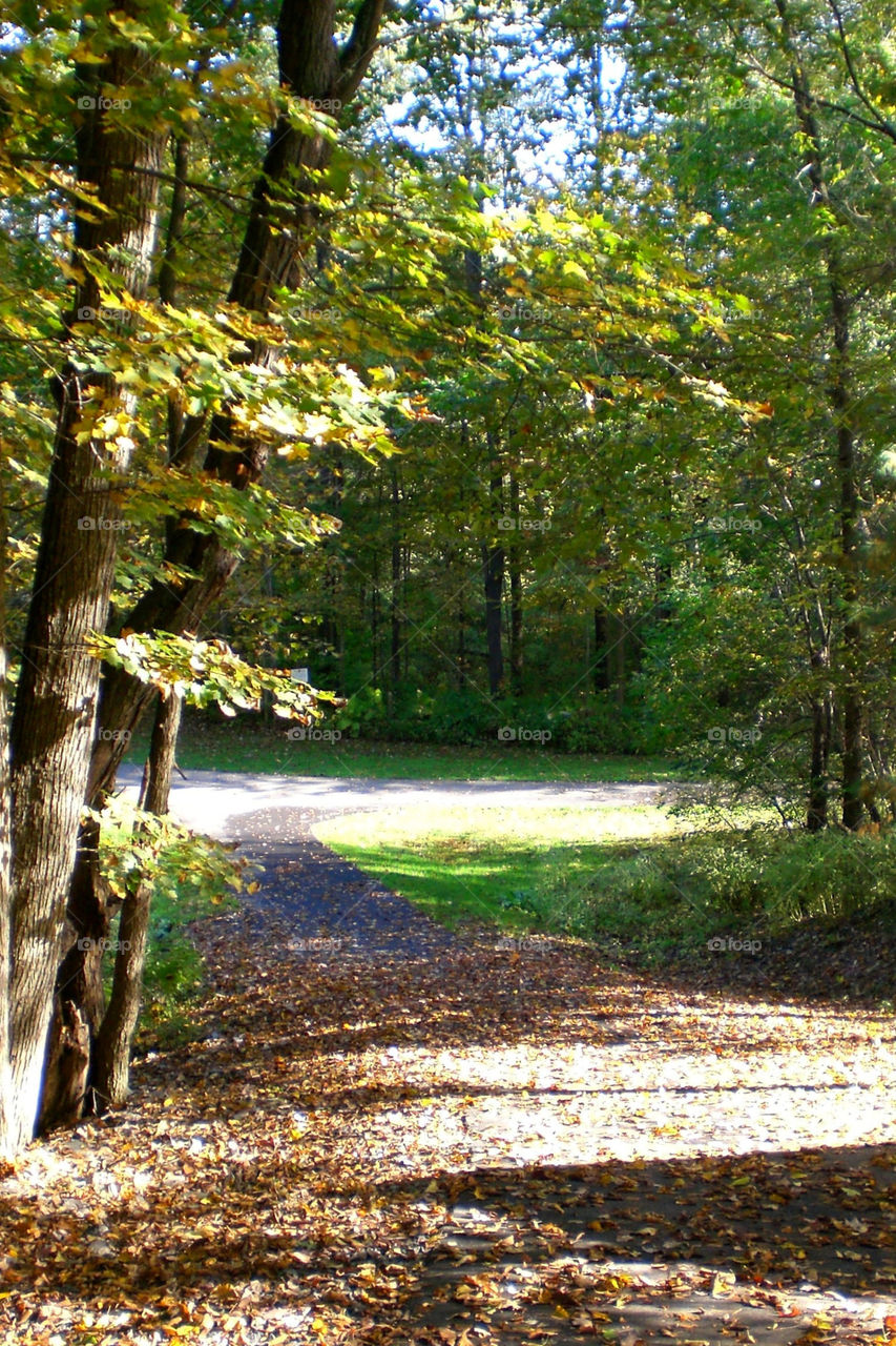 vermont outdoors leaves fall by mushjet