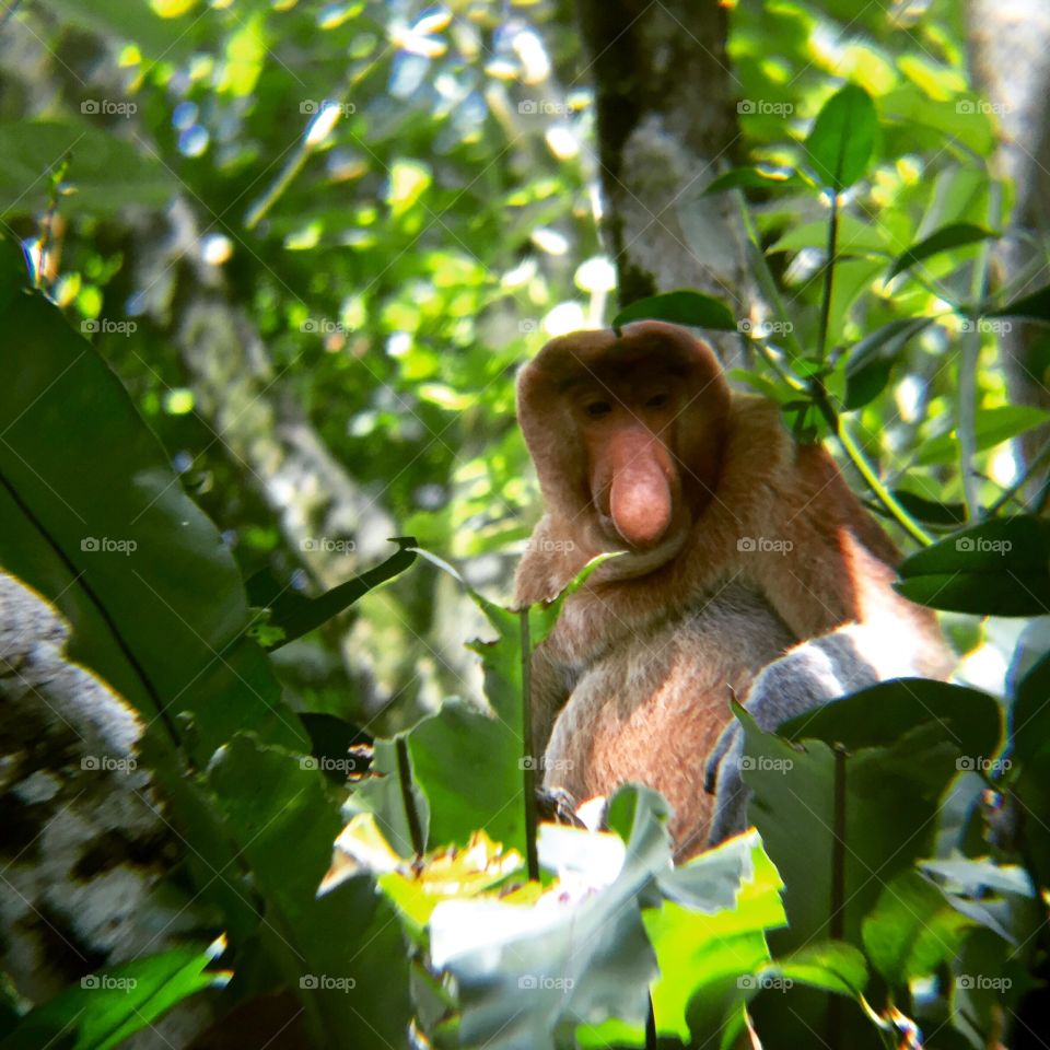 Proboscis Monkey in Baku National Park