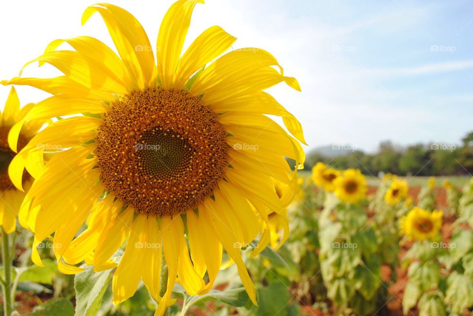 Sunflower in the field