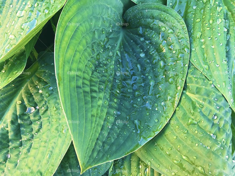 Green leaves