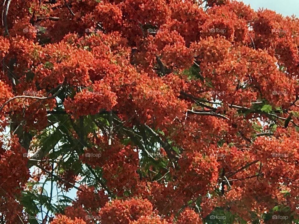 Blooming royal poinciana tree