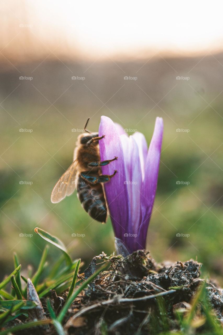 pollinating bee on a purple crocus