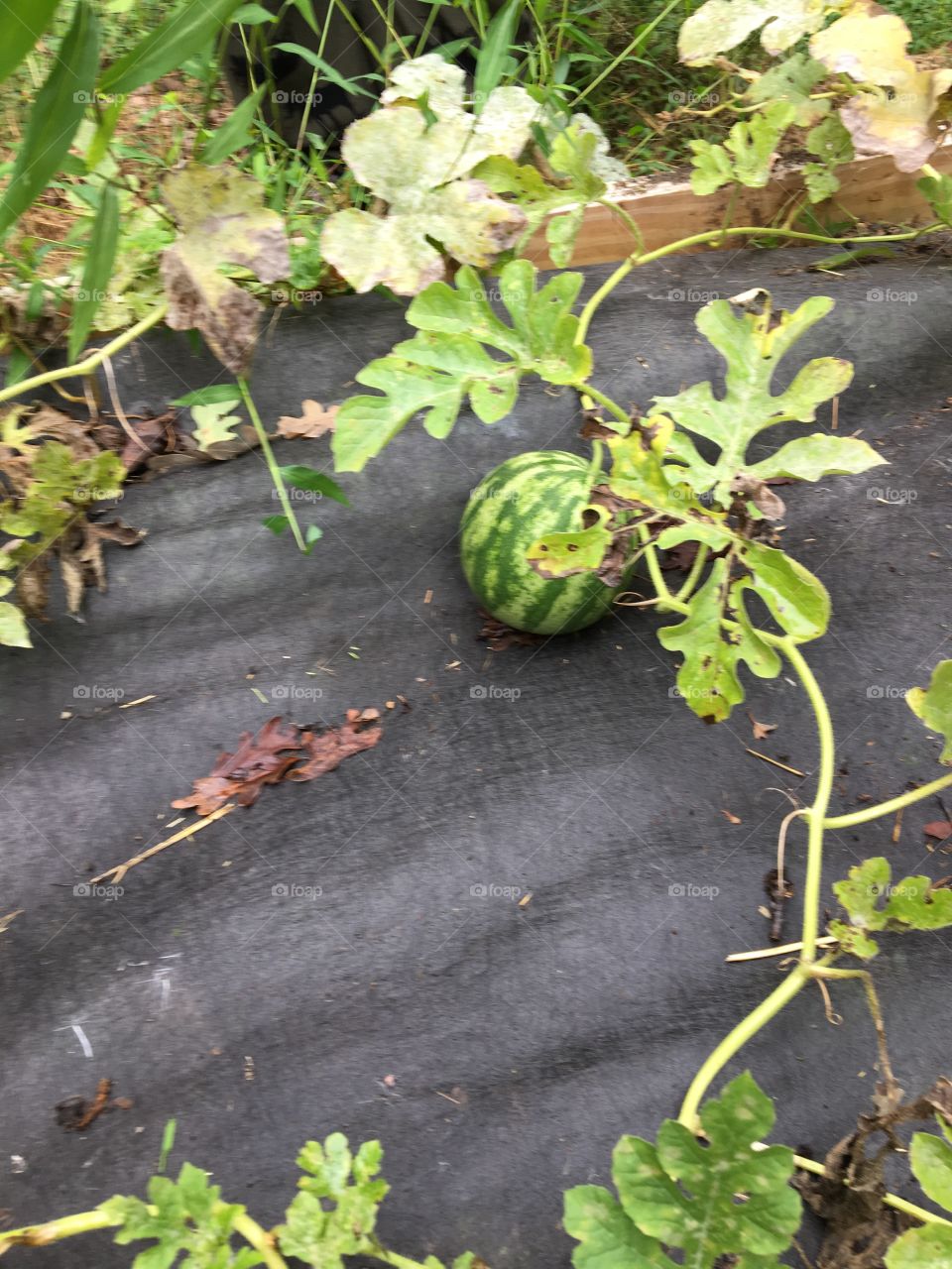 Watermelon on the vine