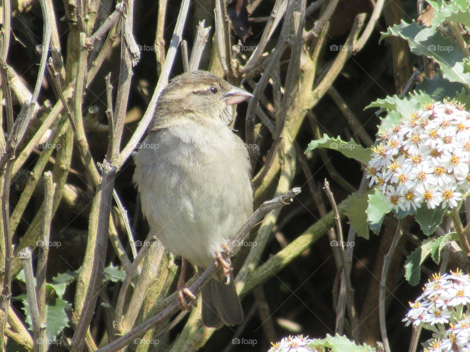 House sparrow