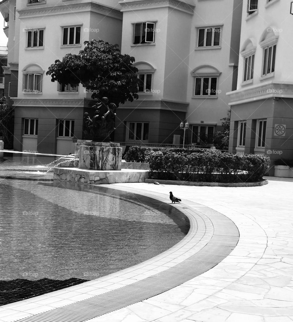 A pigeon stand near swimming pool to drink water and background is covered with building.