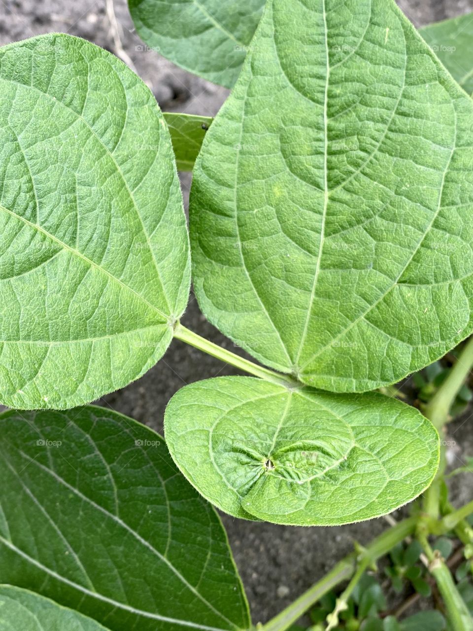 A scary leaf that looks like a skull 