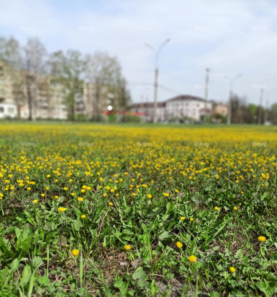 dandelions in the city, yellow flowers, fields with flowers in the city, urban landscape, yellow, green, stone houses, road, plants, sunday, may, spring