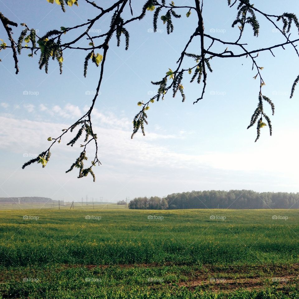Morning view of fields