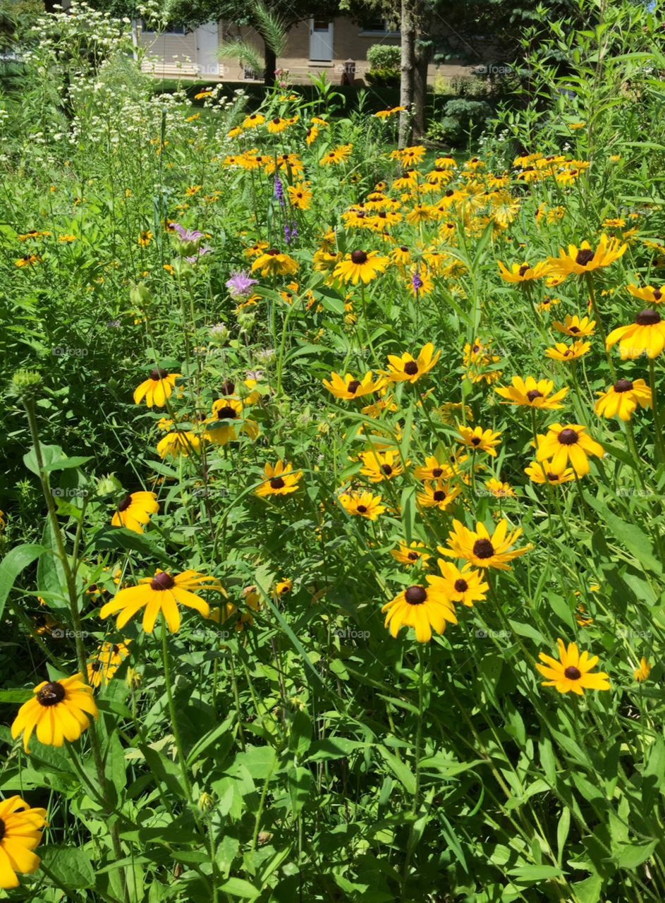 Black Eyed Susans. Part of a Pollinating Prairie Garden in someone's backyard in the Midwest USA.