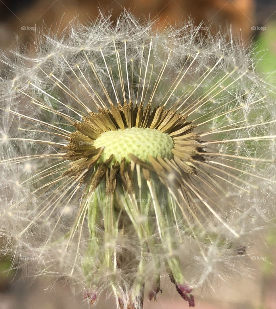 Dandelion