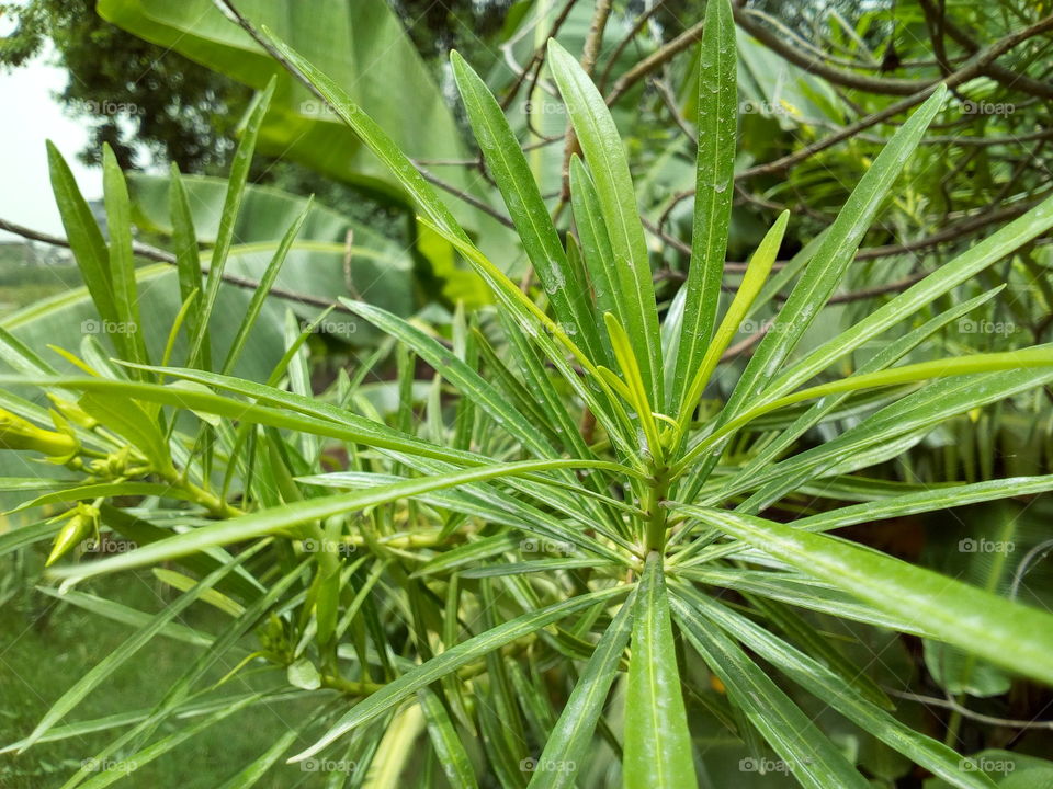 Leaves