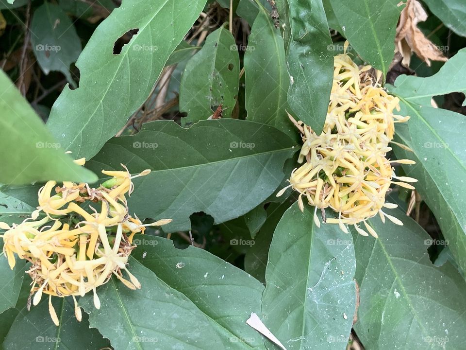 Plants around everywhere,(Countryside) Thailand 