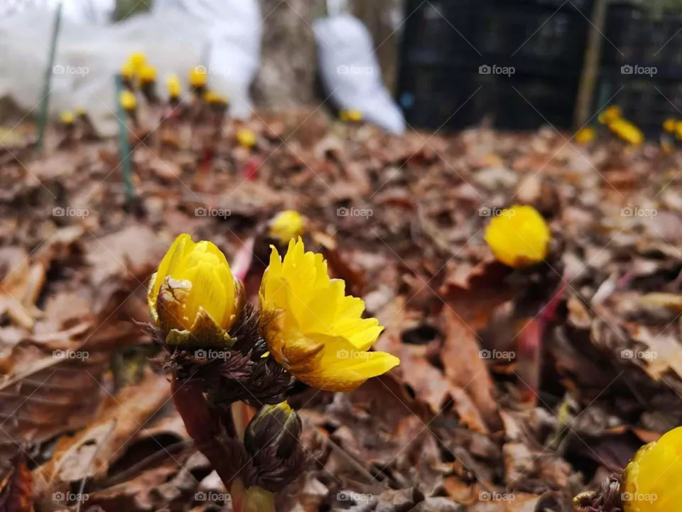 flower