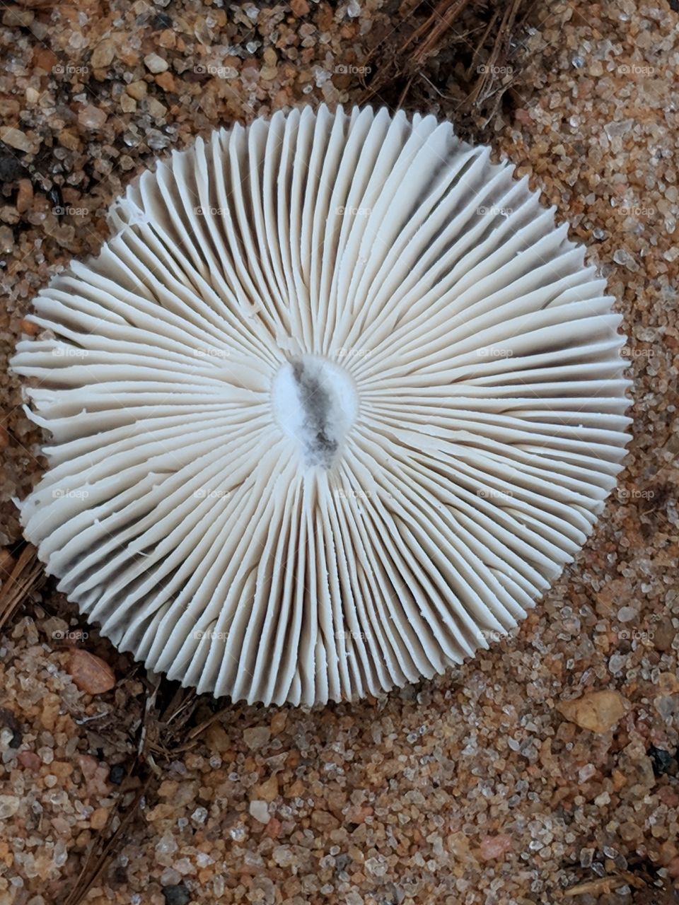 mushroom gills