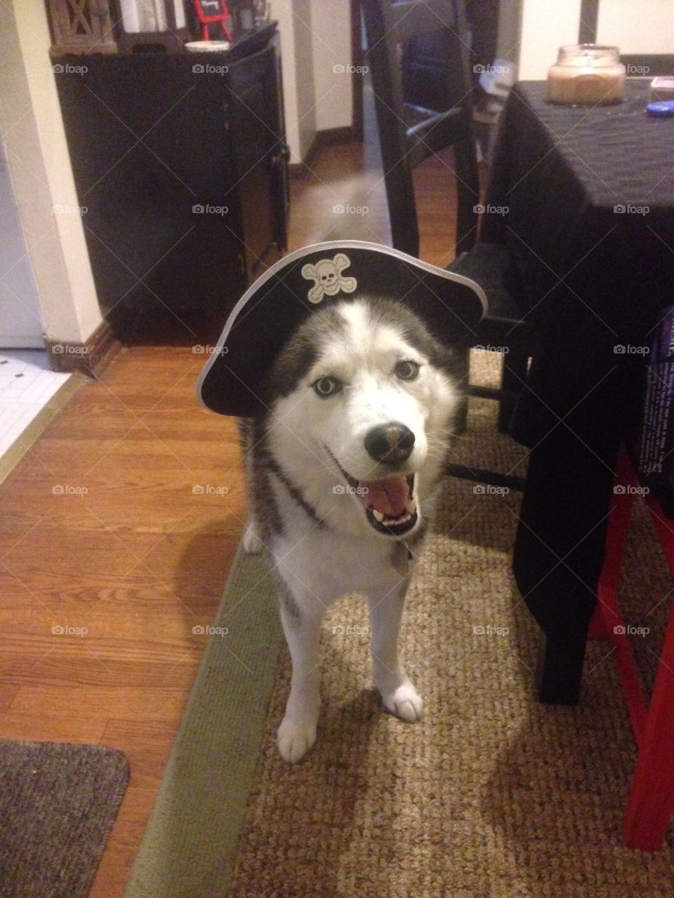 Dog in a pirate hat looking super menacing