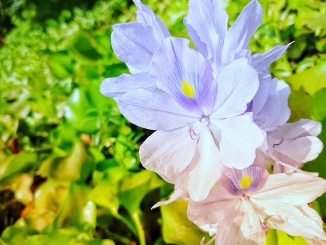 Beautiful Flower
