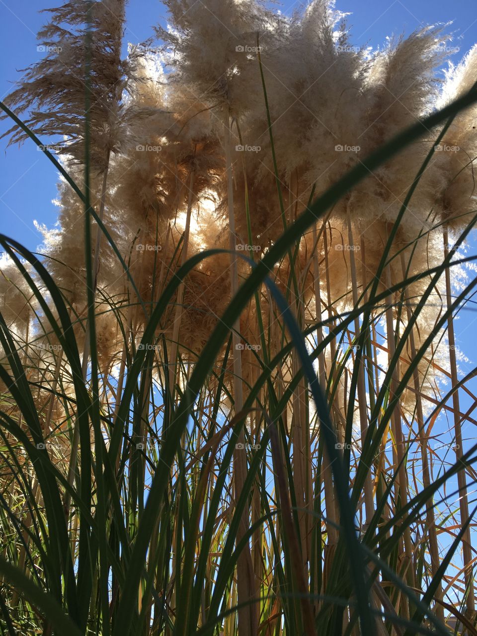 White Pampas Grass 