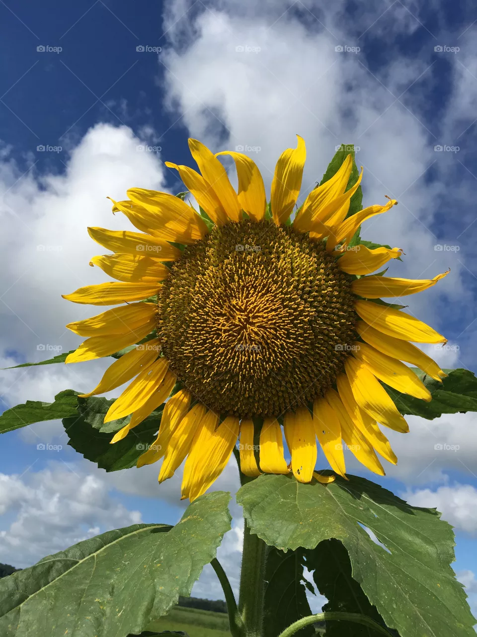 Sunflower 