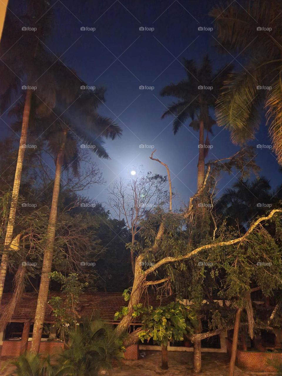 mystical fullmoon night