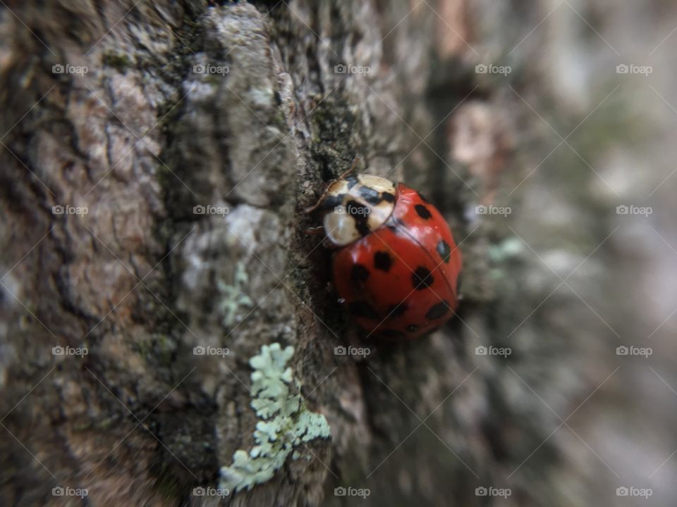 Beautiful little ladybug.