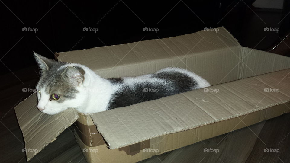 cat in a box