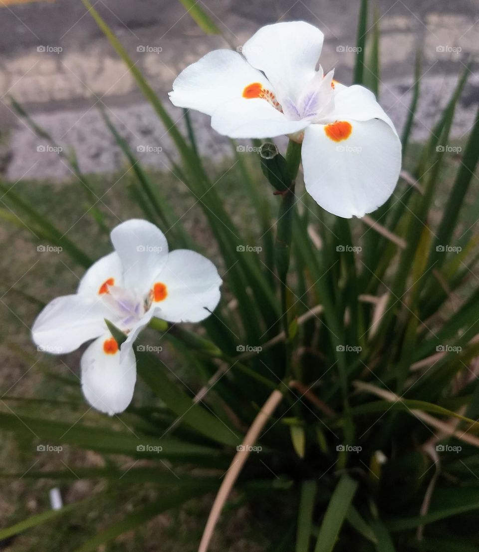 white flowers and plants